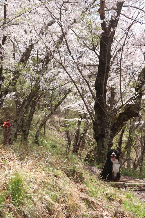 みゆぅと糸の２日目　桜のお山を登るよ_b0158390_15520500.jpg