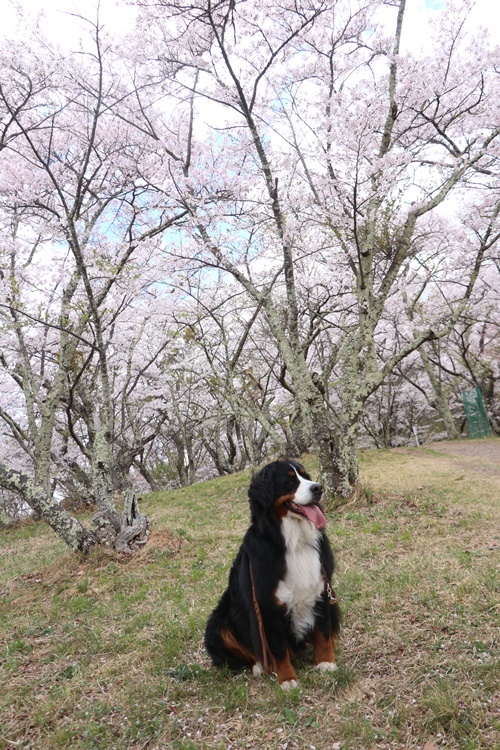 みゆぅと糸の２日目　桜のお山を登るよ_b0158390_15523022.jpg