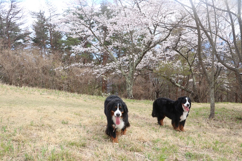 みゆぅと糸の２日目　桜のお山を登るよ_b0158390_15563077.jpg