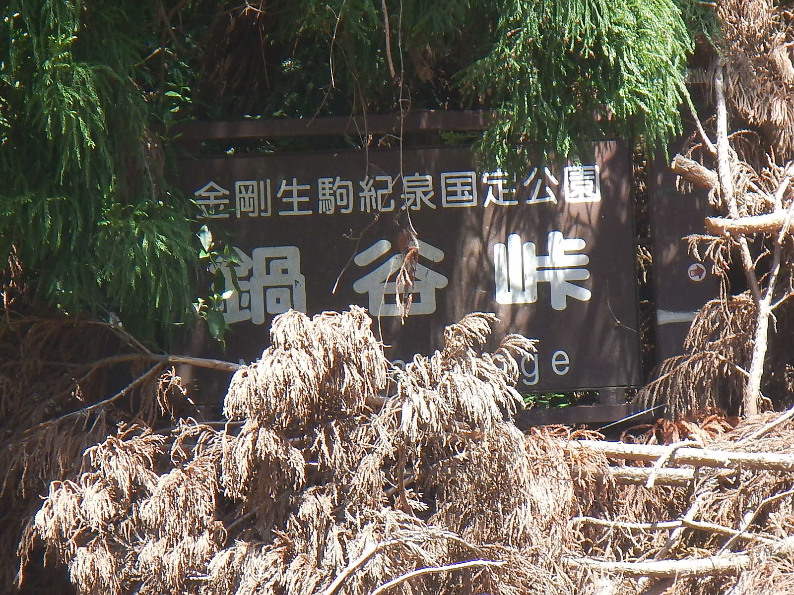 令和壱号?_f0367991_19380400.jpg