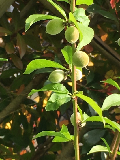b0349795_14241027.jpg