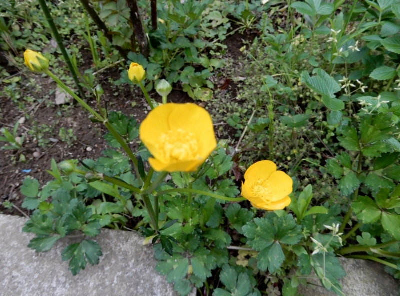 e0025300_21231785.jpg