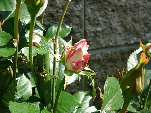e0289203_15385054.jpg