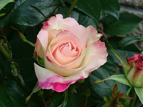e0289203_15385227.jpg
