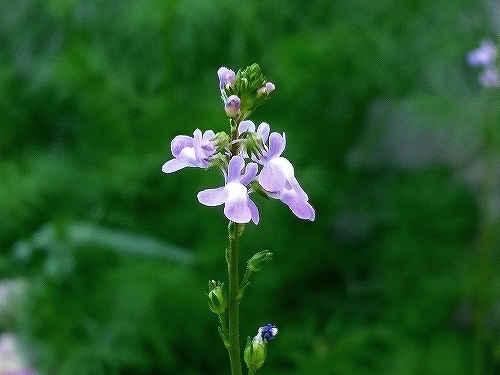 e0289203_15393550.jpg