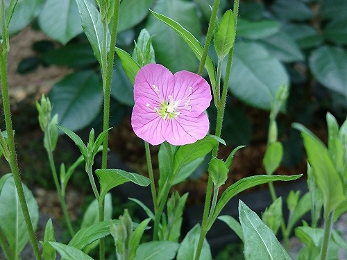 e0289203_15400281.jpg