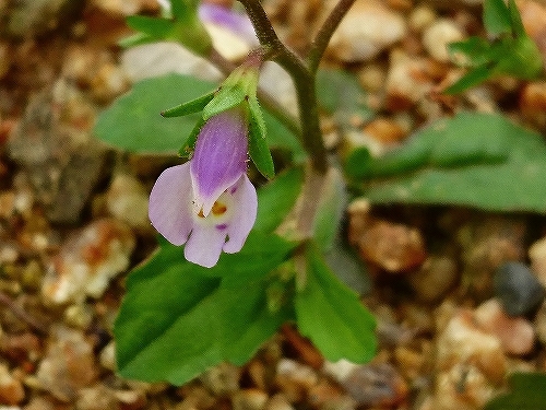 e0289203_15404706.jpg