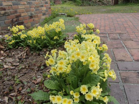 今年初めての芝刈り_f0064906_19535576.jpg