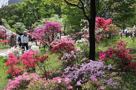 平成つつじ公園で_e0255509_216854.jpg