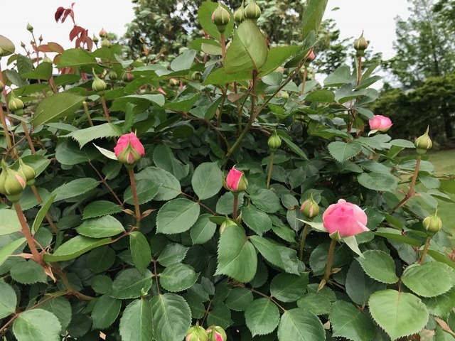 連休最終日 花に感謝_d0130714_21074513.jpg