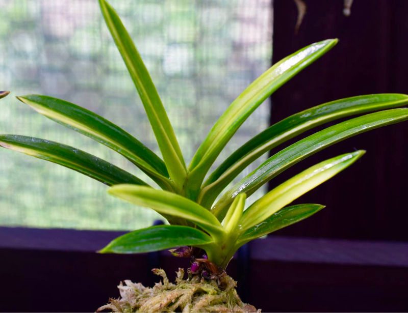 亀谷縞の子 : □ サムライ オーキッド □ 富貴蘭 セレクトショップ