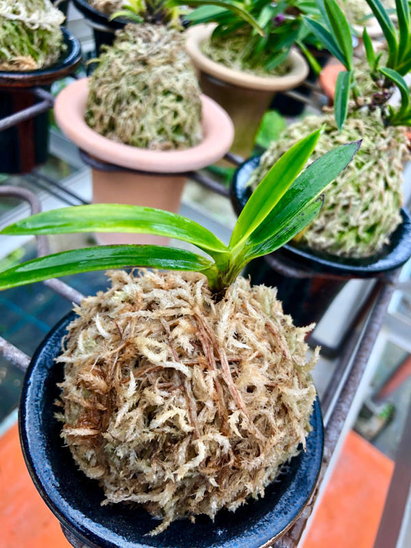 富貴蘭　亀谷金牡丹(2本立ち) 富貴蘭【亀谷金牡丹】 | 富貴蘭を楽しんでブログ