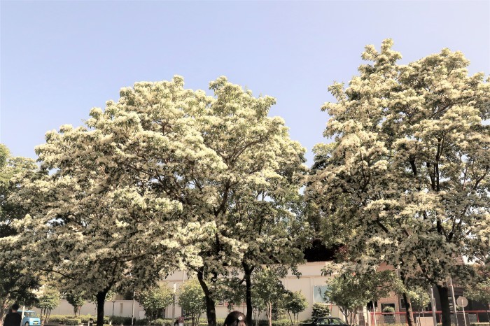 ナンジャモンジャの木 モミジのプロペラ さいたま日記