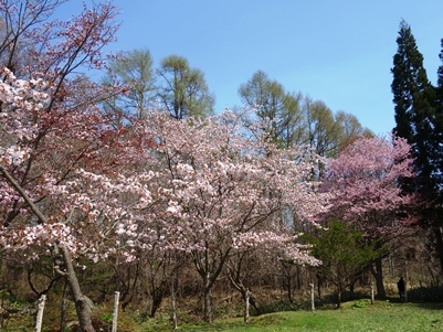 c0204725_00465810.jpg