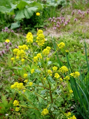 c0204725_20551522.jpg