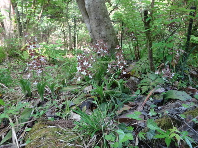f0177529_19292749.jpg