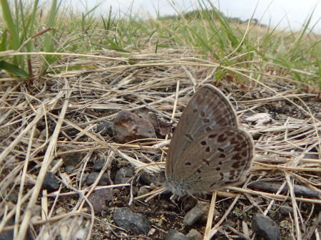 c0353632_15140314.jpg