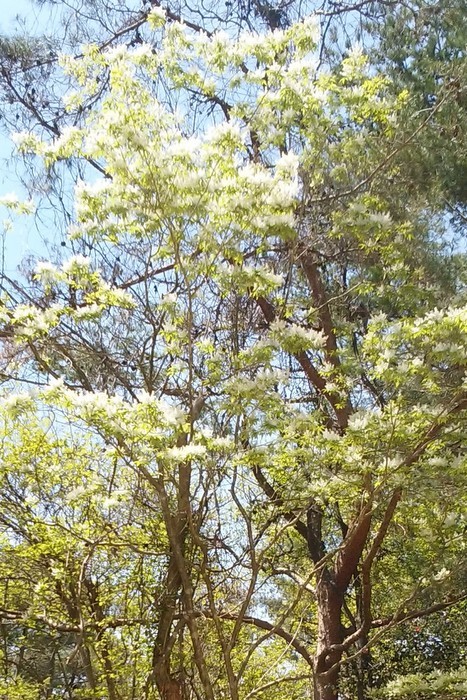 c0038434_15532689.jpg