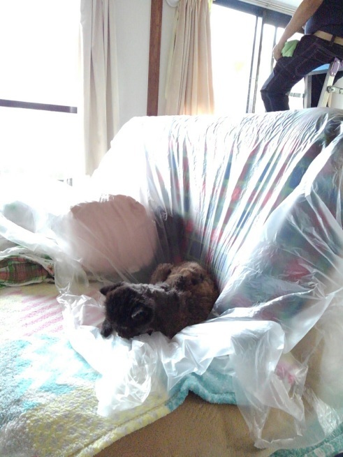 お部屋リフレッシュ休暇_d0152937_22104008.jpg