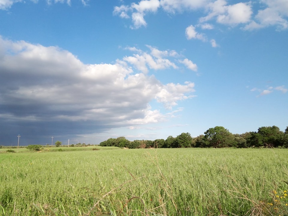 小麦畑と空 南イタリア日和 La Vita Eterna