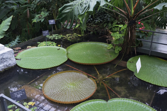 牧野植物園・竹林寺_a0166150_11292086.jpg