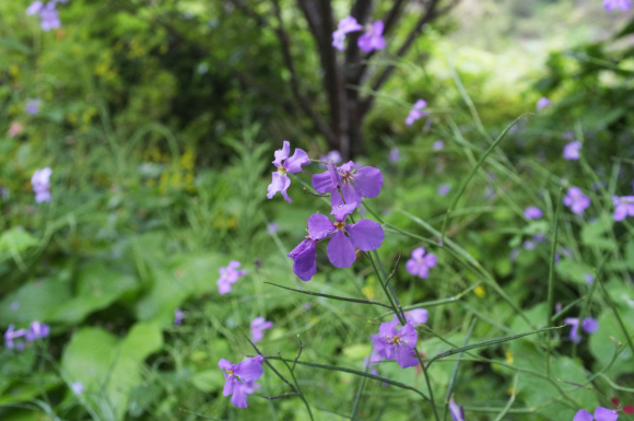 牧野植物園・竹林寺_a0166150_11293317.jpg