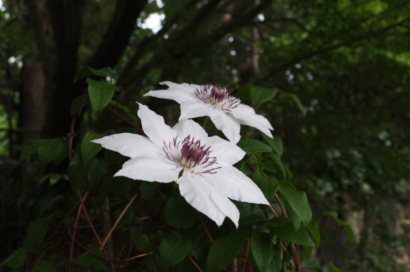 牧野植物園・竹林寺_a0166150_12164024.jpg