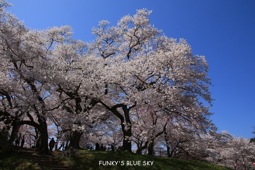 SAKURA*2019　その24 (桃源郷のようだった烏帽子山千本桜)_c0145250_09420231.jpg