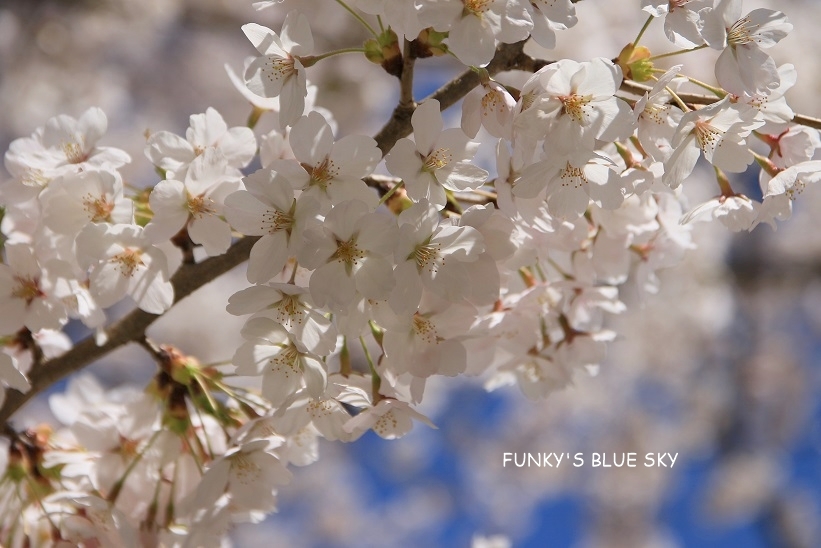 SAKURA*2019　その24 (桃源郷のようだった烏帽子山千本桜)_c0145250_09420842.jpg