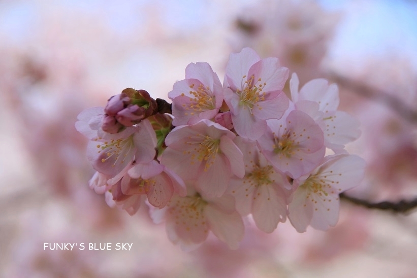 SAKURA*2019　その24 (桃源郷のようだった烏帽子山千本桜)_c0145250_09421040.jpg