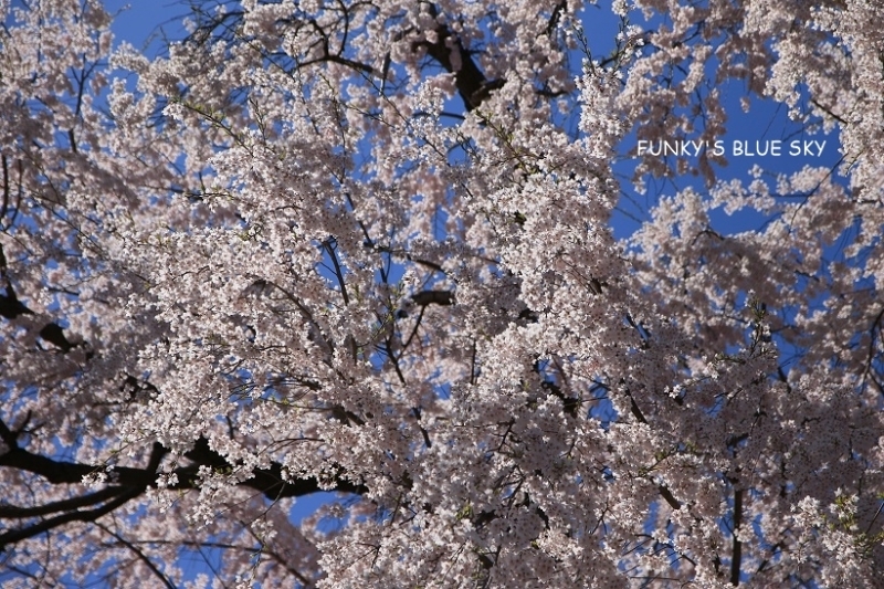 SAKURA*2019　その24 (桃源郷のようだった烏帽子山千本桜)_c0145250_09422481.jpg