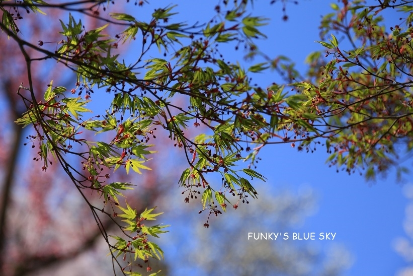 SAKURA*2019　その24 (桃源郷のようだった烏帽子山千本桜)_c0145250_09423139.jpg