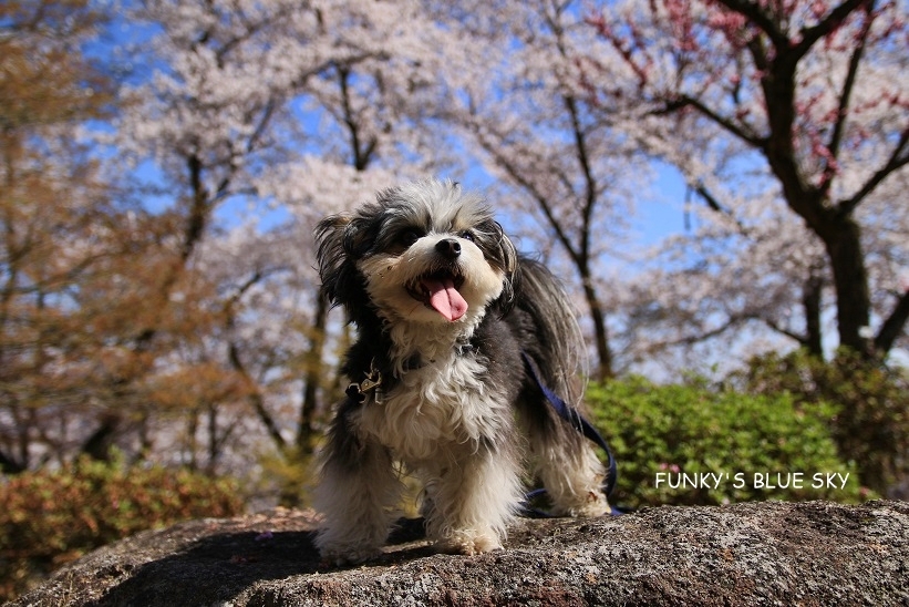 SAKURA*2019　その24 (桃源郷のようだった烏帽子山千本桜)_c0145250_09423940.jpg