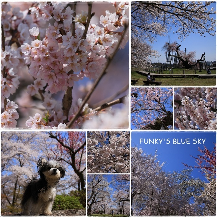 SAKURA*2019　その24 (桃源郷のようだった烏帽子山千本桜)_c0145250_09430841.jpg