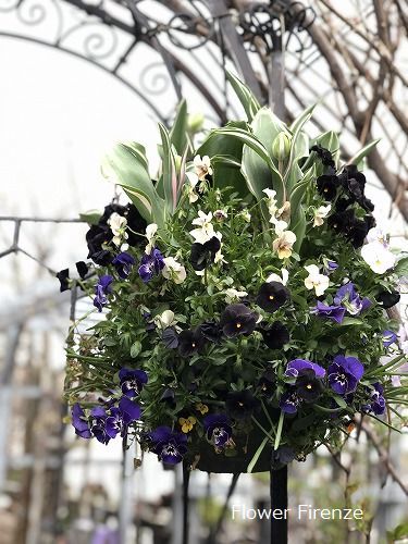 花苗売り場たくさん並びました Flower Firenze 花苗売り場たくさん並びました Flower Firenze