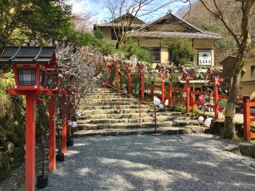 京都の旅\'19Ⅲ 京都桜旅その3_e0326953_23094645.jpg
