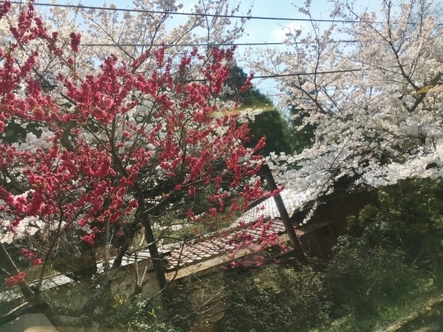 京都の旅\'19Ⅲ 京都桜旅その3_e0326953_23222550.jpg