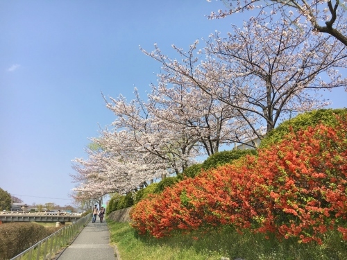 京都の旅\'19Ⅲ 京都桜旅その3_e0326953_23234929.jpg