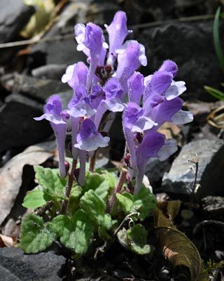 e0035757_21031517.jpg