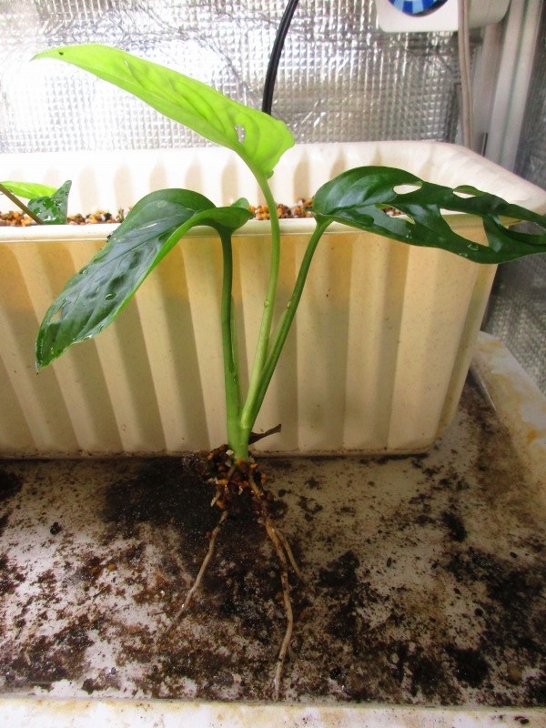 植物 挿し木 孤影悄然 植物 挿し木 孤影悄然