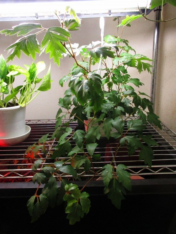 植物 挿し木 孤影悄然 植物 挿し木 孤影悄然