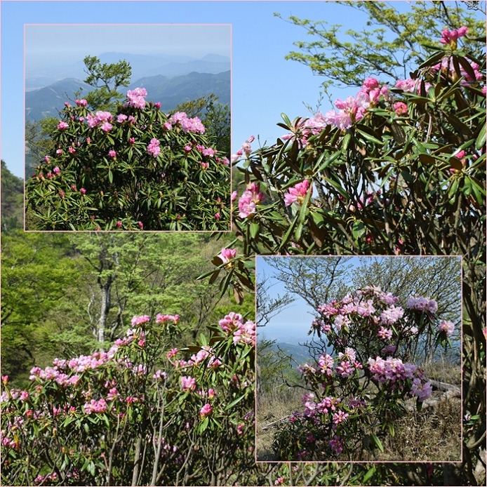 新緑の英彦山へ・・・山麓を飾る筑紫石楠花。_f0016066_4372373.jpg