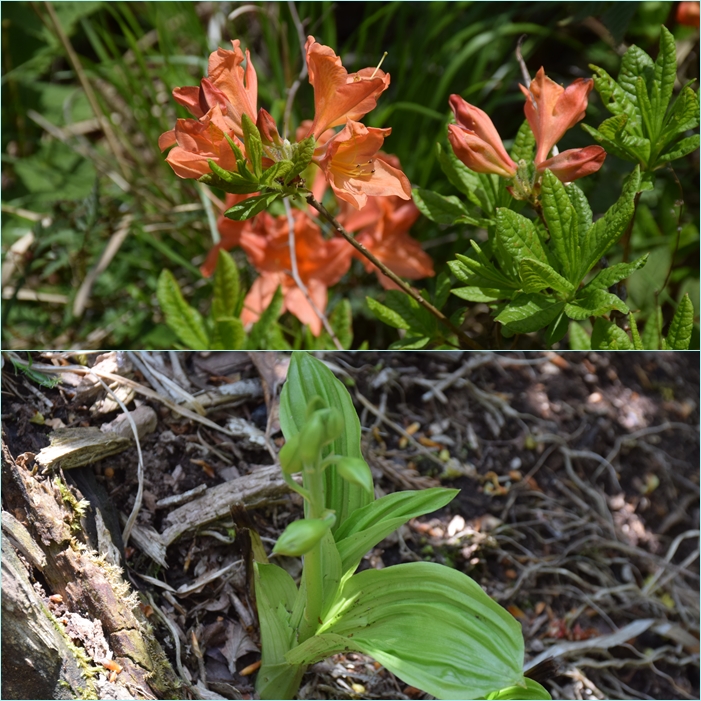 新緑の英彦山へ・・・山麓を飾る筑紫石楠花。_f0016066_513337.jpg