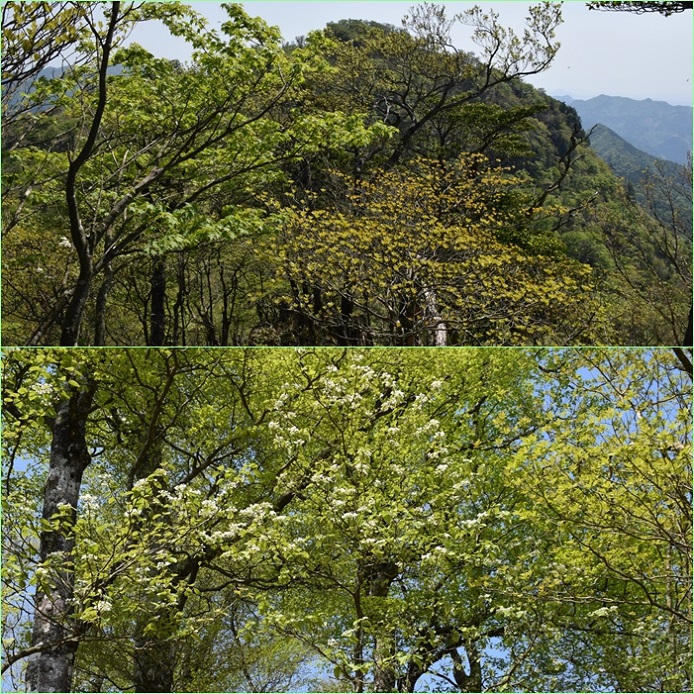 新緑の英彦山へ・・・山麓を飾る筑紫石楠花。_f0016066_59364.jpg