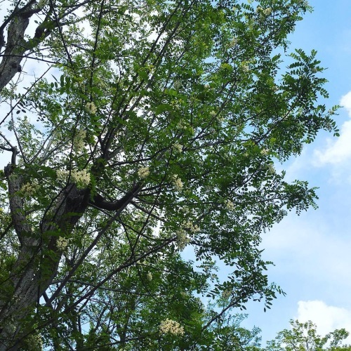 5月6日「立夏」暦は夏を迎えました。_b0342170_16532142.jpeg