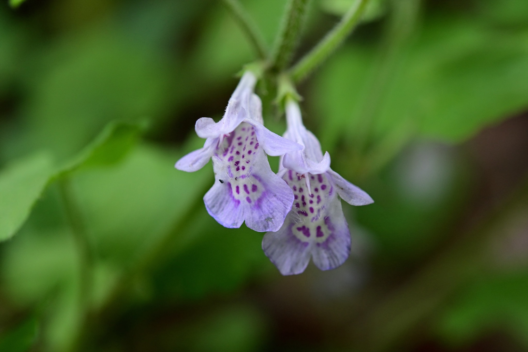 青梅周辺の花_d0328977_18100679.jpg