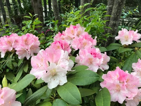 やっと時代がついてきました・・・。_a0053480_05441020.jpg