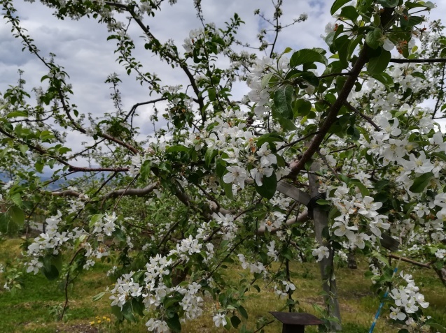 リンゴの花…_f0007580_20441770.jpg