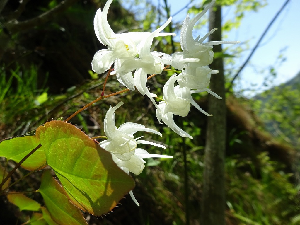 花散策登山_d0340681_22024871.jpg