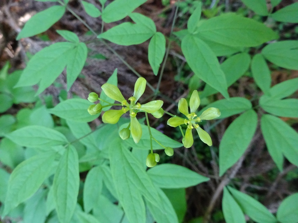 花散策登山_d0340681_22052714.jpg